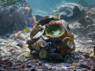Oceány: Naše modrá planeta 3D